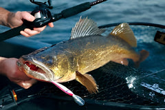 When do walleye spawn?